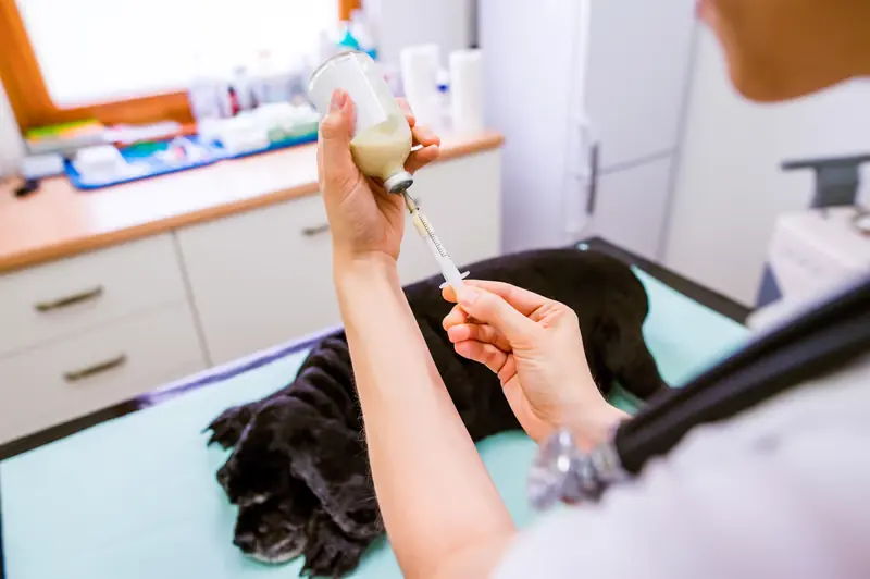 Veterinarian preparing an injection for a black puppy on an exam table