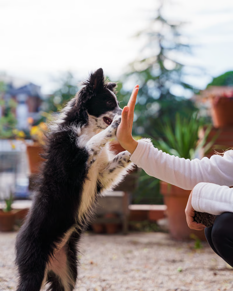 Behavior for dogs and cats at Liberty Animal Hospital, South Salem