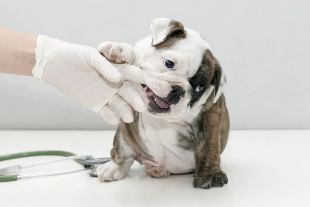 Gloved hand lifting a bulldog's lip to check its teeth