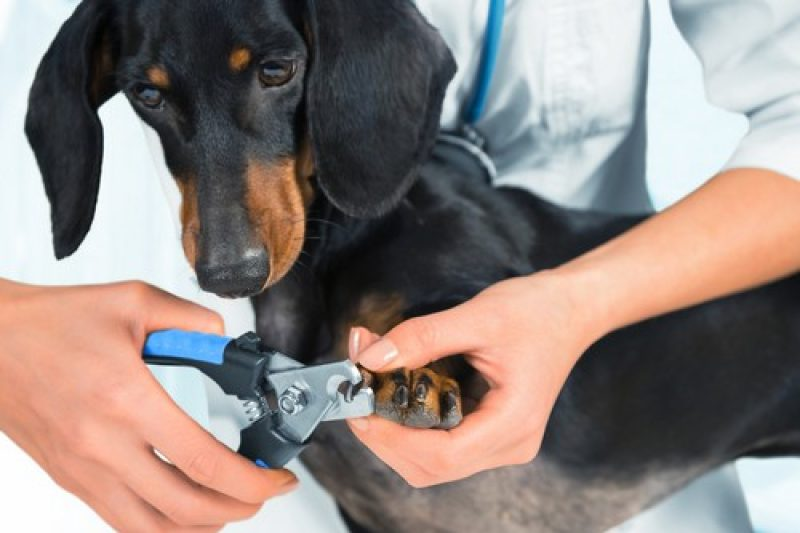 Dogs and Cats Nail Trimming for dogs and cats at Liberty Animal Hospital, South Salem