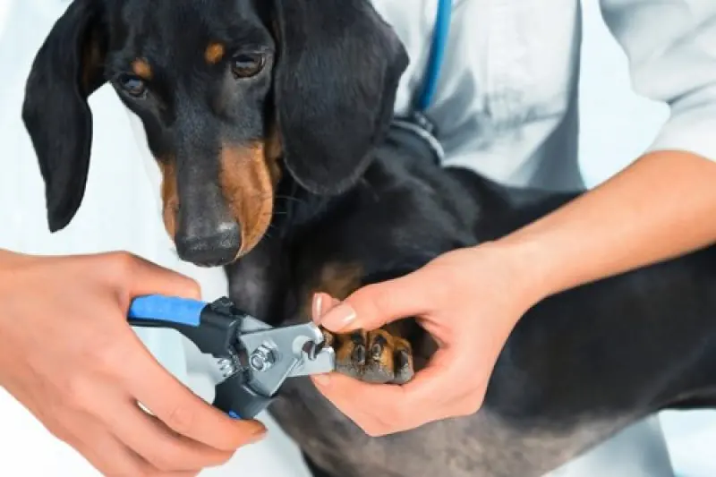 Dachshund having its nails trimmed with clippers