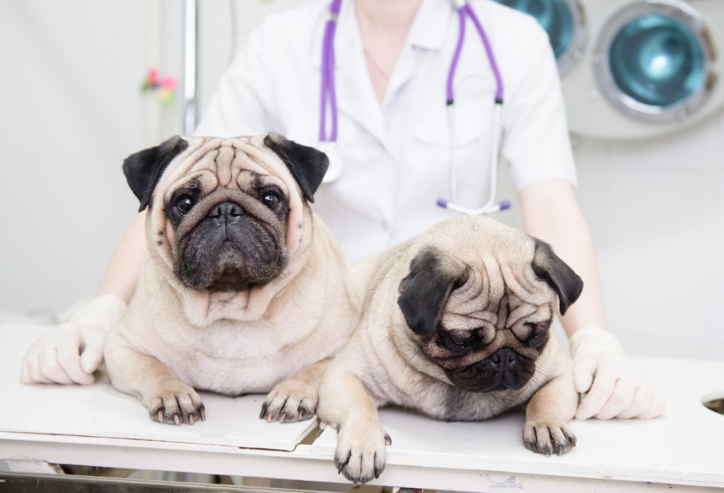 Health Certificates for dogs and cats at Liberty Animal Hospital, South Salem