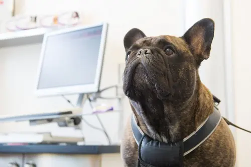 French bulldog sitting beside lab equipment in a veterinary clinic