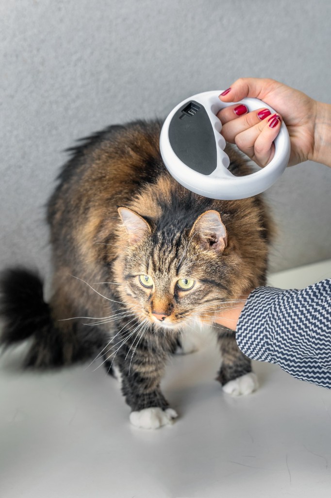 Microchipping for dogs and cats at Liberty Animal Hospital, South Salem