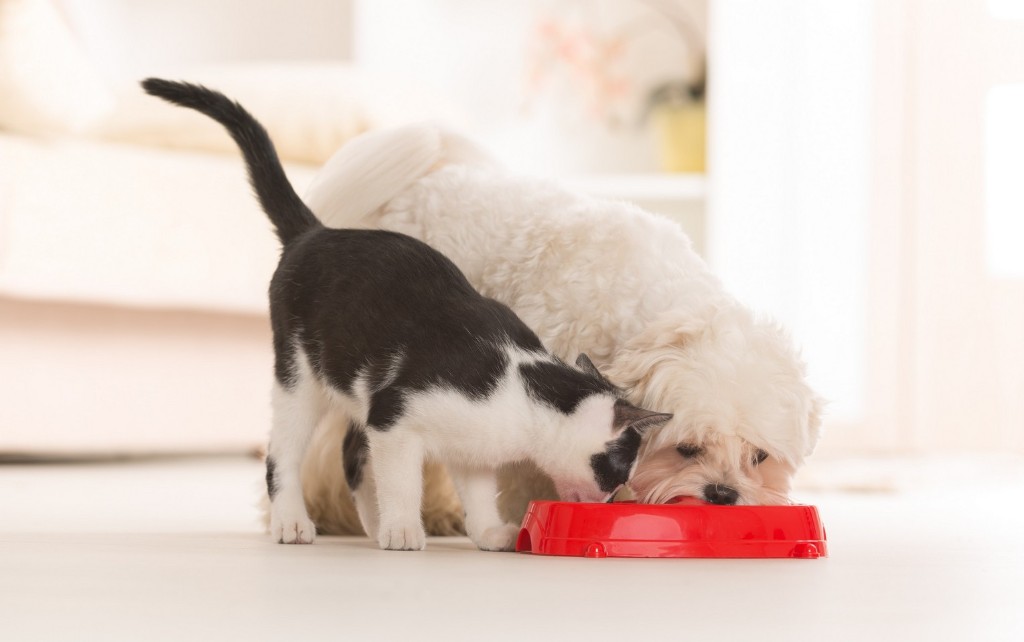 Nutritional Counseling for dogs and cats at Liberty Animal Hospital, South Salem