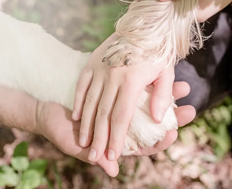 Owner's hands gently holding a dog's paw