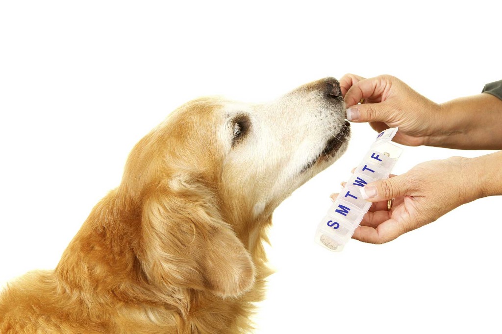 Parasite Prevention for dogs and cats at Liberty Animal Hospital, South Salem