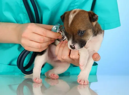 Veterinarian listening to a puppy's heart with a stethoscope