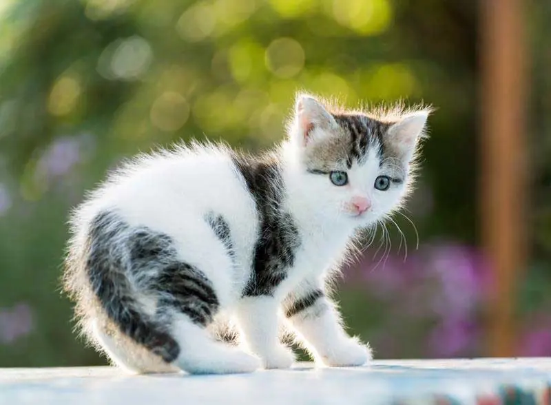Gray and white kitten standing outdoors