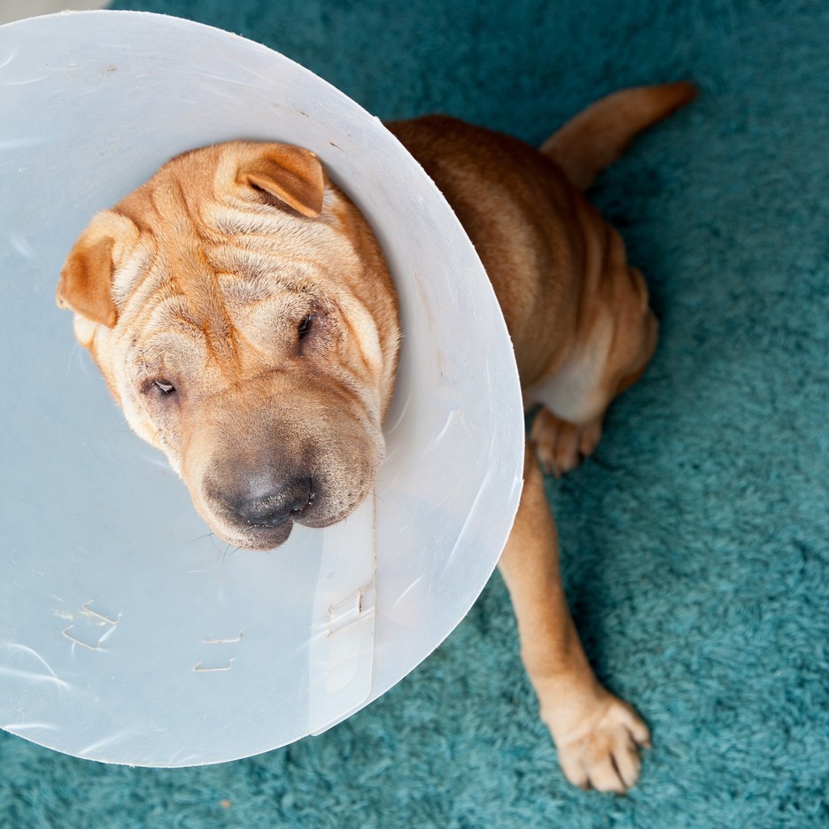 Surgery for dogs and cats at Liberty Animal Hospital, South Salem
