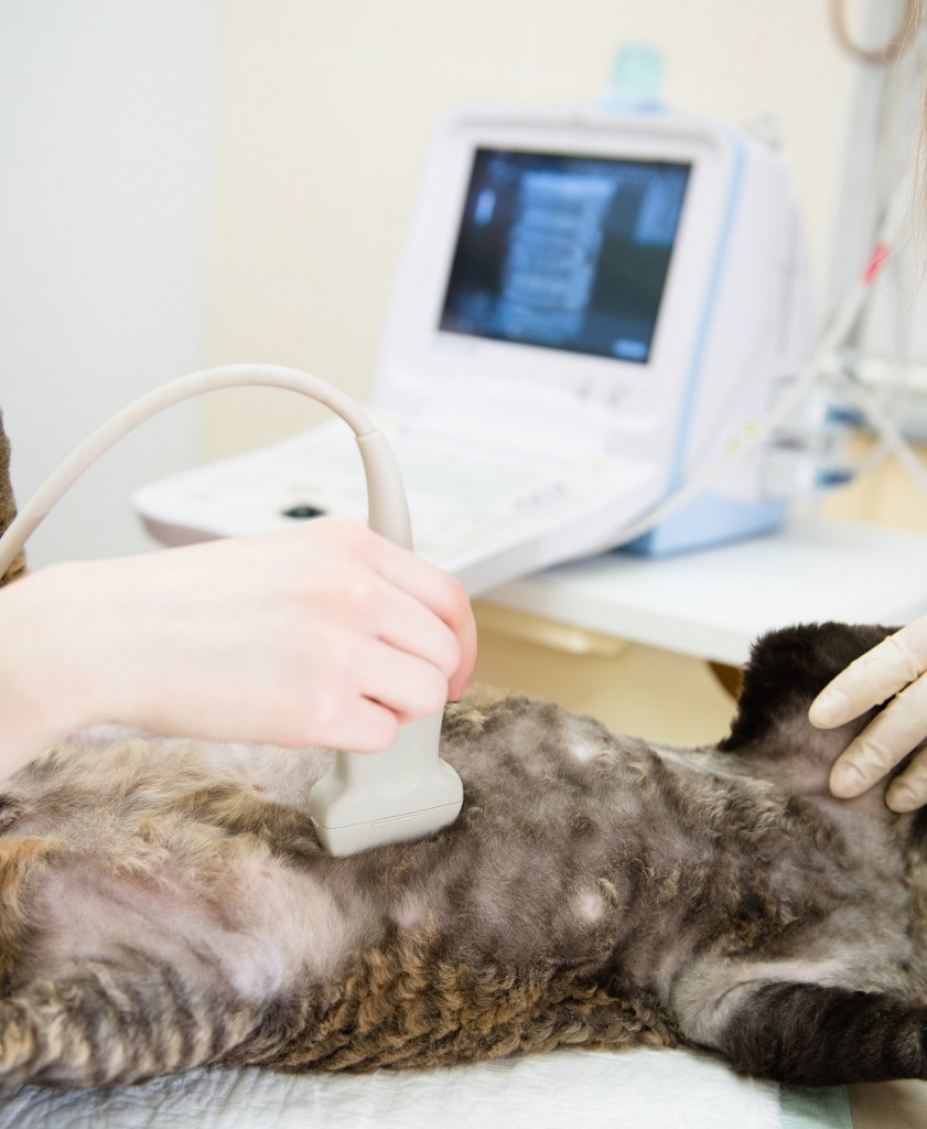 Ultrasound for dogs and cats at Liberty Animal Hospital, South Salem