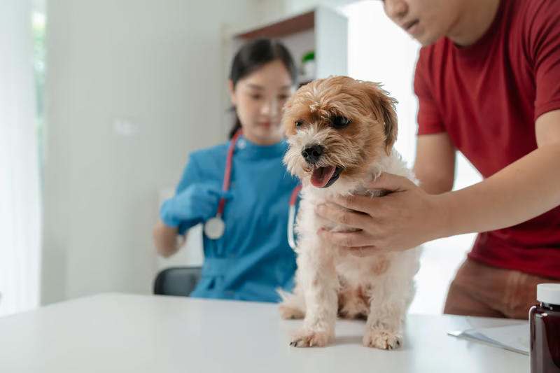 Urgent Care & Same-Day Appointments for dogs and cats at Liberty Animal Hospital, South Salem