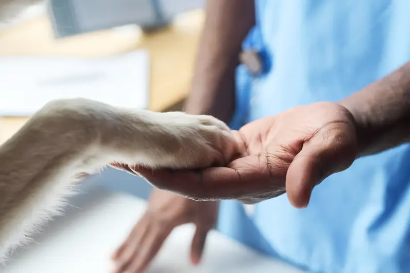 Veterinarian's hand holding a dog's paw